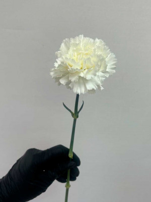 Цветы поштучно: Гвоздика белая